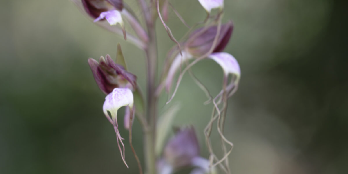 Za orchidejemi Lesbosu (2024)