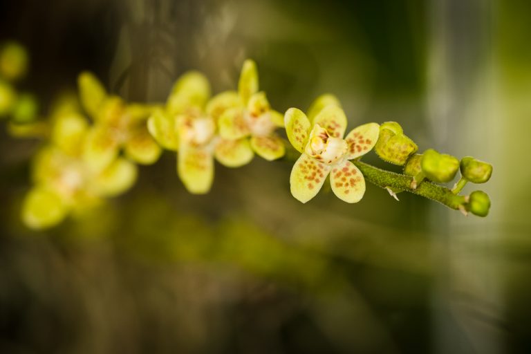 Orchideje v Brněnské Botanické zahradě