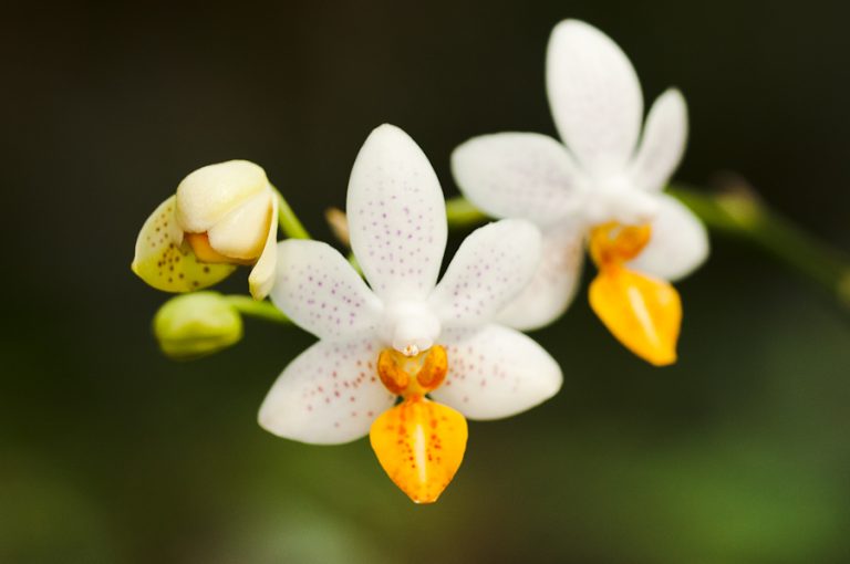 Orchideje v Brněnské botanické zahradě